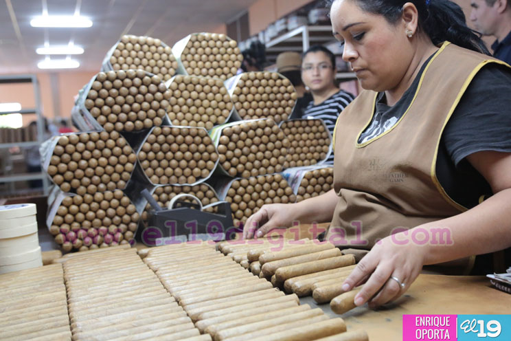 Producción tabacalera registra grandes avances en Nicaragua